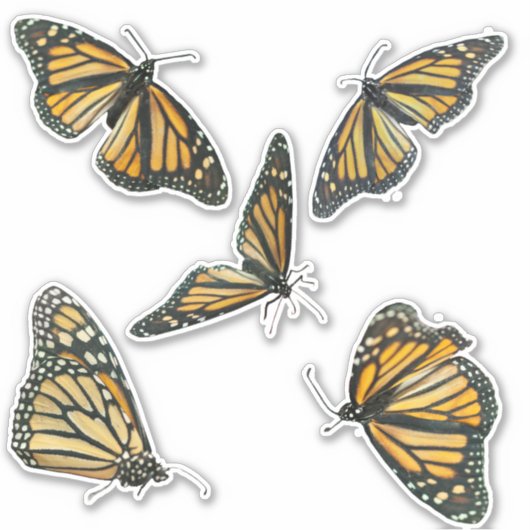 Monarch Butterflies Sticker (Voorkant)