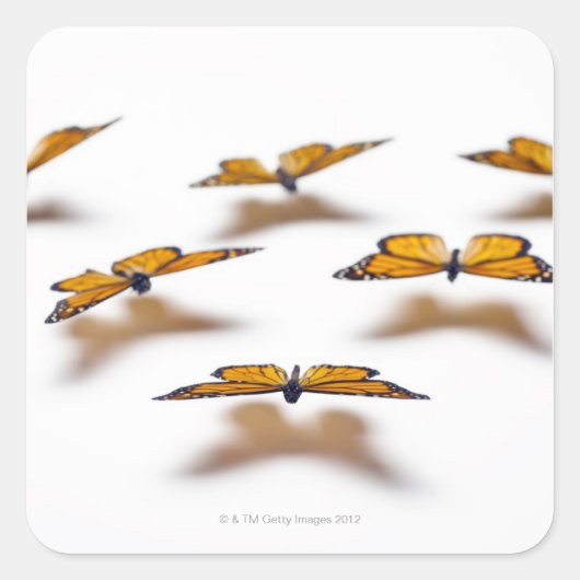 Monarch Butterflies Vierkante Sticker (Voorkant)