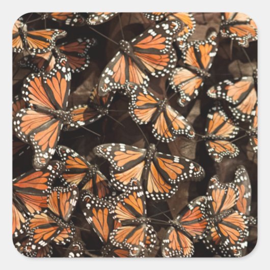 Monarch Butterflies Vierkante Sticker (Voorkant)