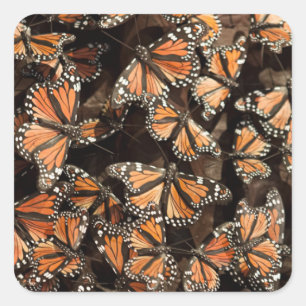 Monarch Butterflies Vierkante Sticker