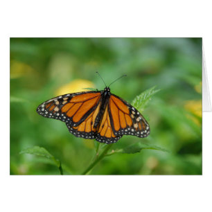 Monarch Butterfly