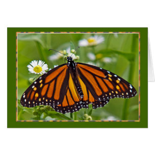 Monarch Butterfly