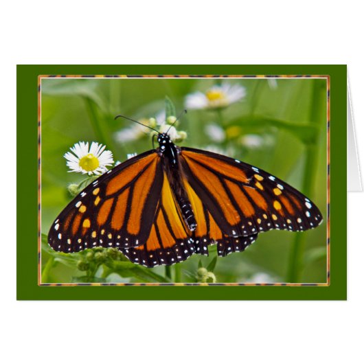 Monarch Butterfly (Voorkant Horizontaal)