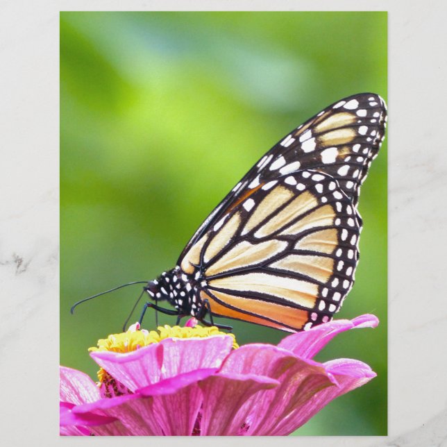 Monarch Butterfly (Voorkant)