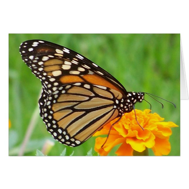 Monarch Butterfly (Voorkant Horizontaal)