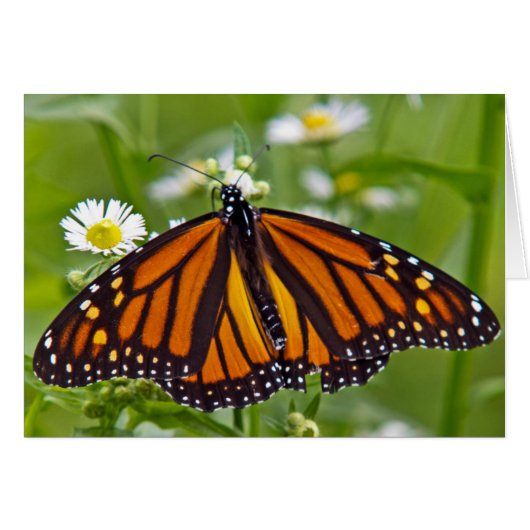 Monarch Butterfly (Voorkant Horizontaal)