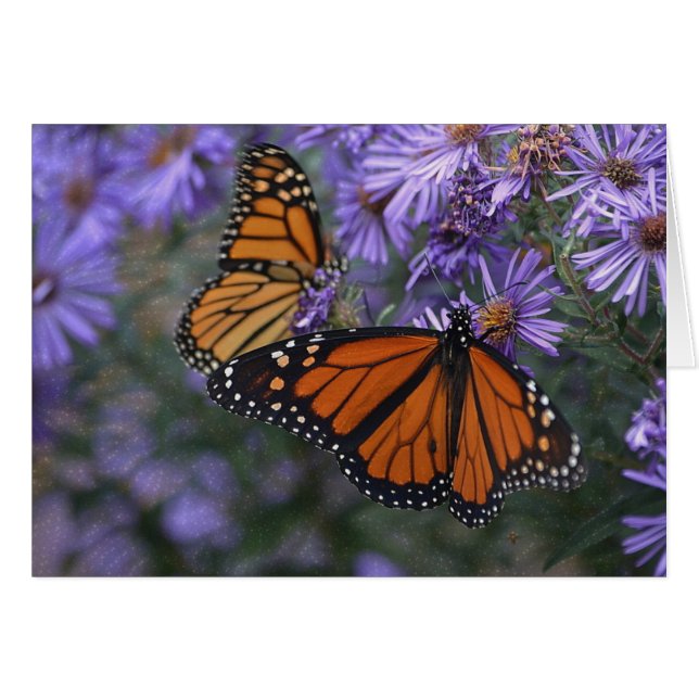 Monarch Butterfly (Voorkant Horizontaal)
