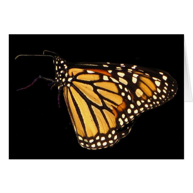 Monarch Butterfly (Voorkant Horizontaal)