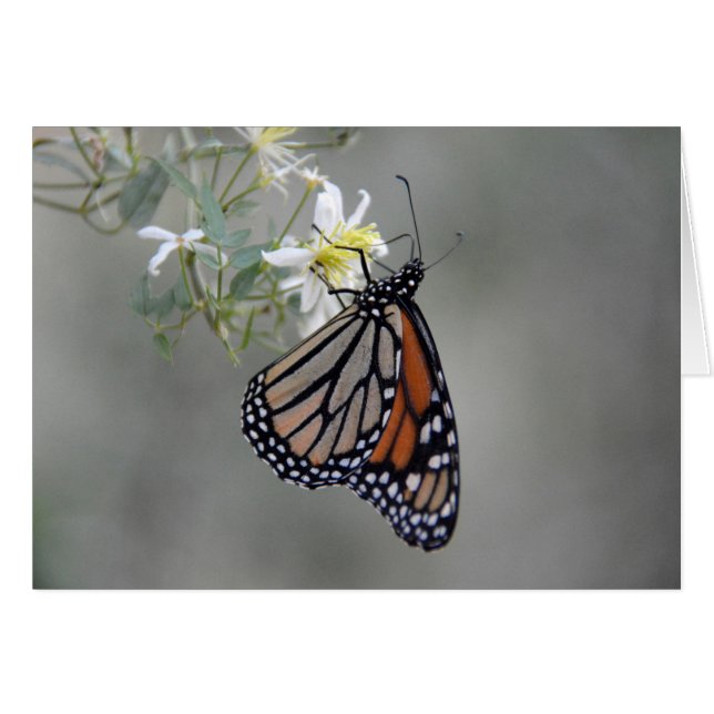Monarch Butterfly (Voorkant Horizontaal)