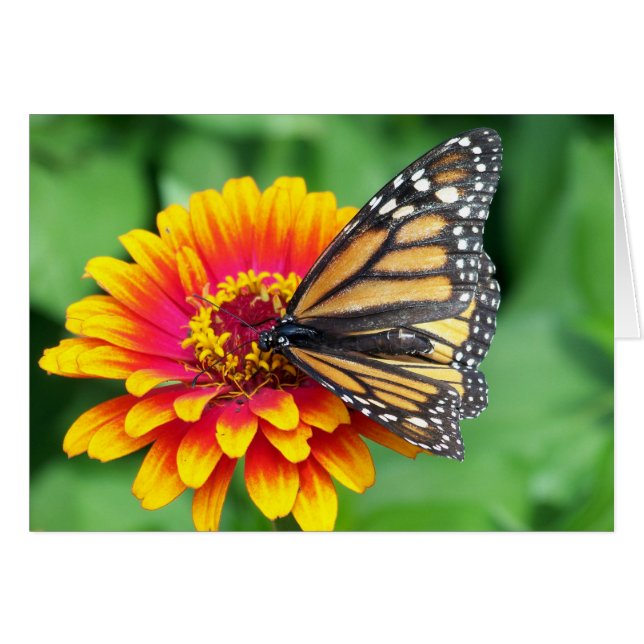 Monarch Butterfly (Voorkant Horizontaal)