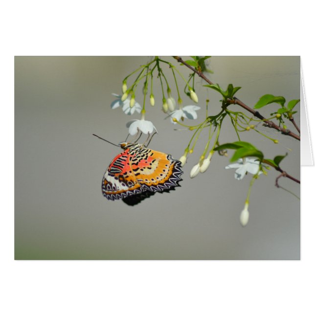 Monarch Butterfly (Voorkant Horizontaal)