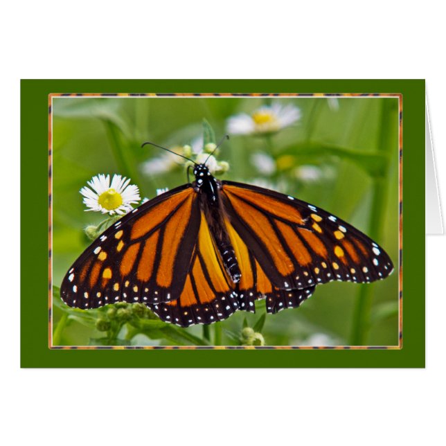 Monarch Butterfly (Voorkant Horizontaal)