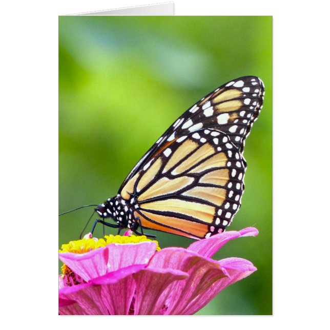 Monarch Butterfly (Voorkant)