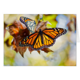 Monarch Butterfly