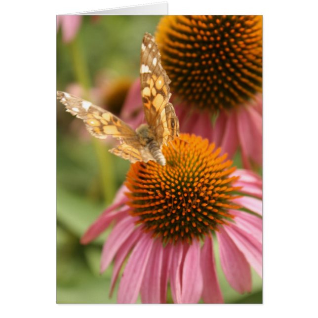 Monarch Butterfly (Voorkant)