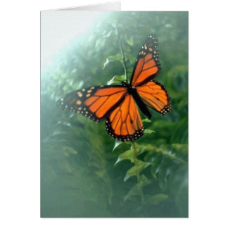 Monarch Butterfly (2)