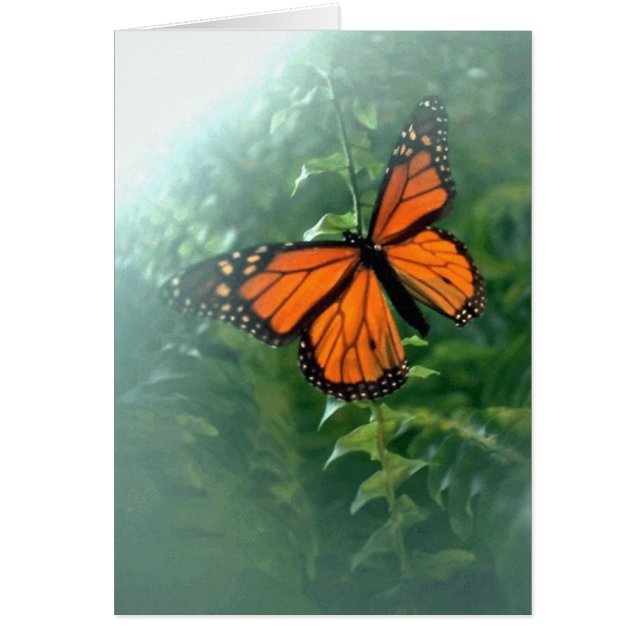 Monarch Butterfly (2) (Voorkant)