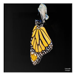 Monarch Butterfly 2022 - Acrylprint Acryl Muurkunst