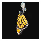 Monarch Butterfly 2022 - Fotoprint Foto Afdruk (Voorkant)
