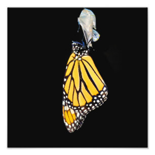 Monarch Butterfly 2022 - Fotoprint Foto Afdruk