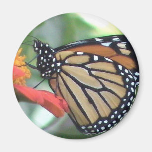 Monarch Butterfly Afbeelding Magneet