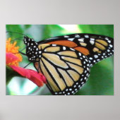 Monarch Butterfly Afbeelding Poster (Voorkant)