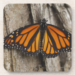 Monarch Butterfly Bier Onderzetter