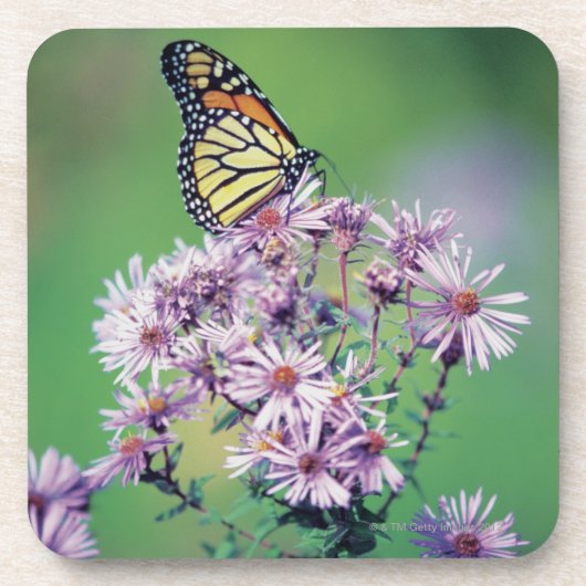 Monarch Butterfly Bier Onderzetter (Voorkant)