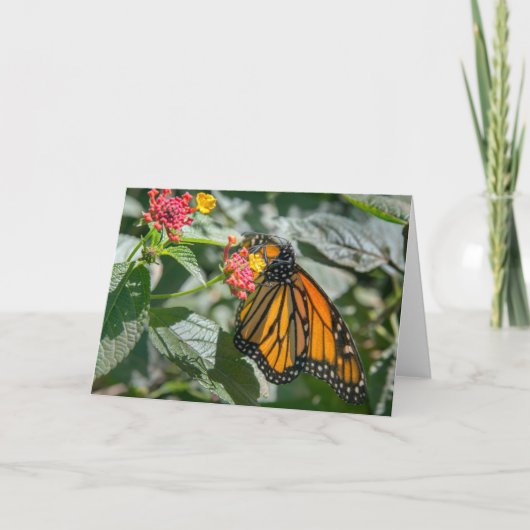 Monarch-Butterfly - Blank-briefkaart Kaart (Voorkant)