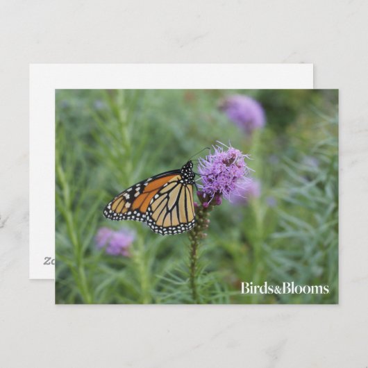 Monarch Butterfly Briefkaart (Voorkant / Achterkant)