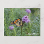 Monarch Butterfly Briefkaart (Voorkant)