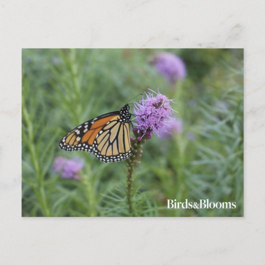 Monarch Butterfly Briefkaart (Voorkant)