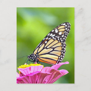 Monarch Butterfly Briefkaart