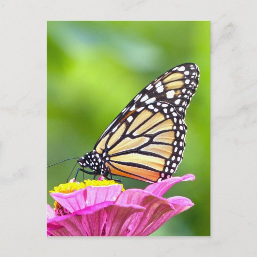 Monarch Butterfly Briefkaart (Voorkant)