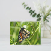Monarch Butterfly - briefkaart (Staand voorkant)