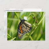 Monarch Butterfly - briefkaart (Voorkant / Achterkant)
