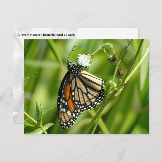 Monarch Butterfly - briefkaart (Voorkant / Achterkant)