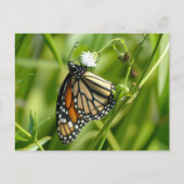 Monarch Butterfly - briefkaart (Voorkant)