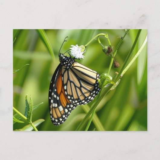 Monarch Butterfly - briefkaart (Voorkant)
