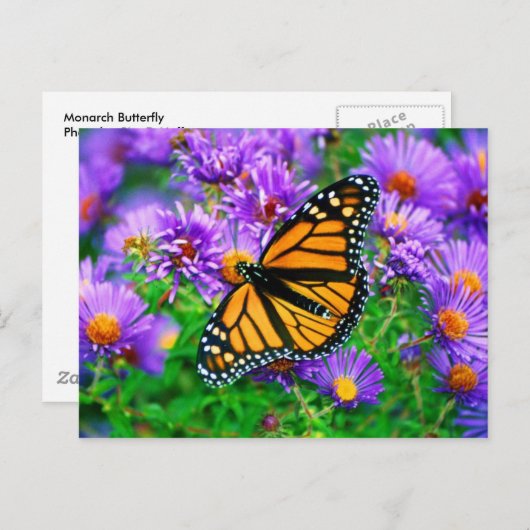 Monarch Butterfly Briefkaart (Voorkant / Achterkant)