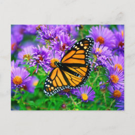 Monarch Butterfly Briefkaart