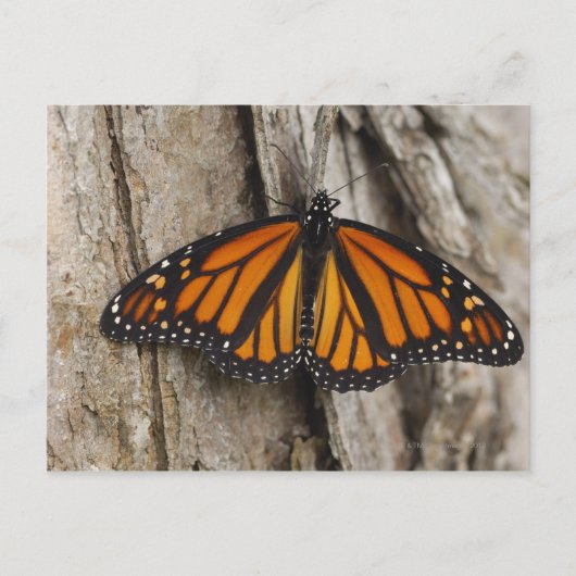 Monarch Butterfly Briefkaart (Voorkant)