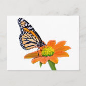 Monarch Butterfly Briefkaart (Voorkant)
