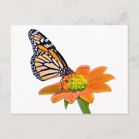 Monarch Butterfly Briefkaart (Voorkant)