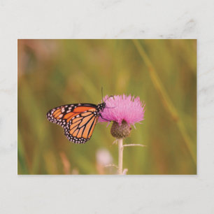 Monarch Butterfly Briefkaart