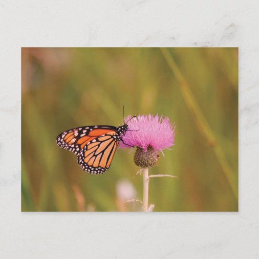 Monarch Butterfly Briefkaart (Voorkant)