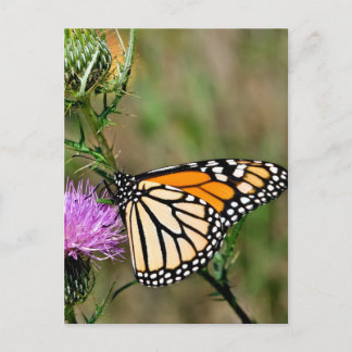 Monarch Butterfly Briefkaart