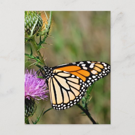 Monarch Butterfly Briefkaart (Voorkant)