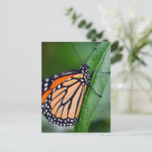 Monarch Butterfly Briefkaart (Staand voorkant)