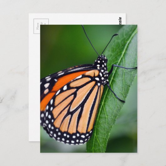 Monarch Butterfly Briefkaart (Voorkant / Achterkant)